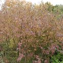 Cornus amomum 'Indulifolium 'automne P1B